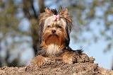 YORKSHIRE TERRIER 219